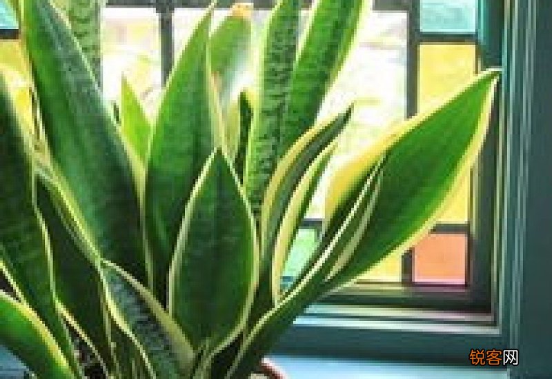 虎尾兰怎么养好