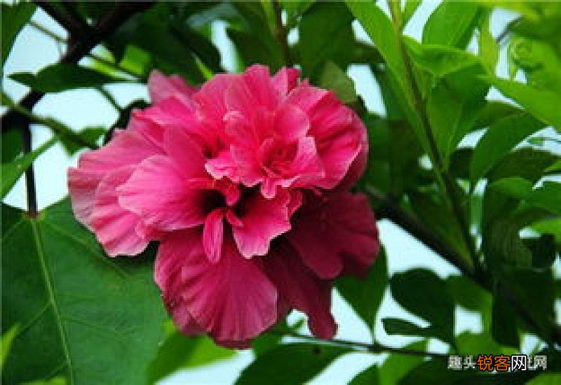 扶桑花掉花蕾的原因及解决办法