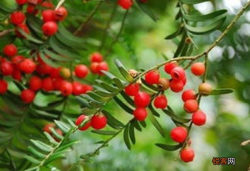 盆栽红豆杉冬天怕冻吗