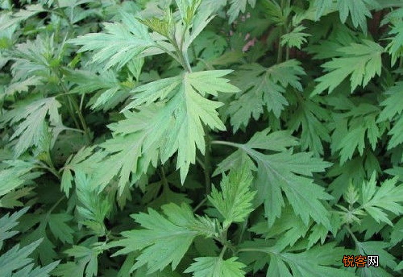 野艾蒿会有毒吗