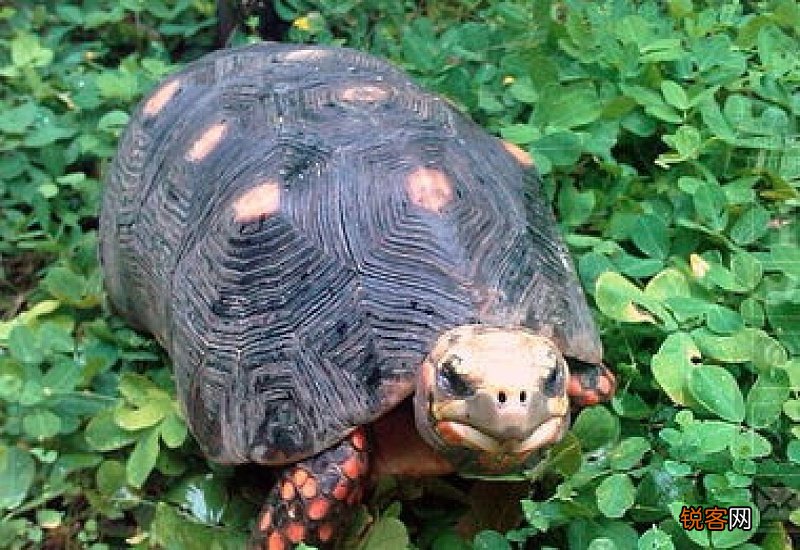 乌龟吃啥家常食物