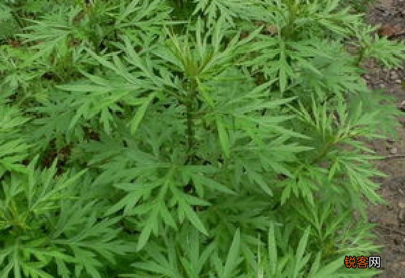 野艾蒿能入药吗