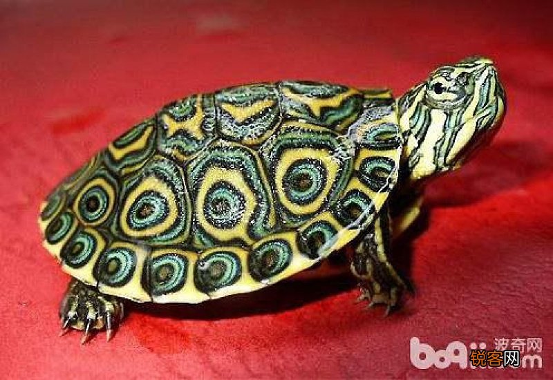 巴西龟为什么不吃