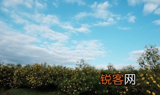 什么的野花 什么的野花填空