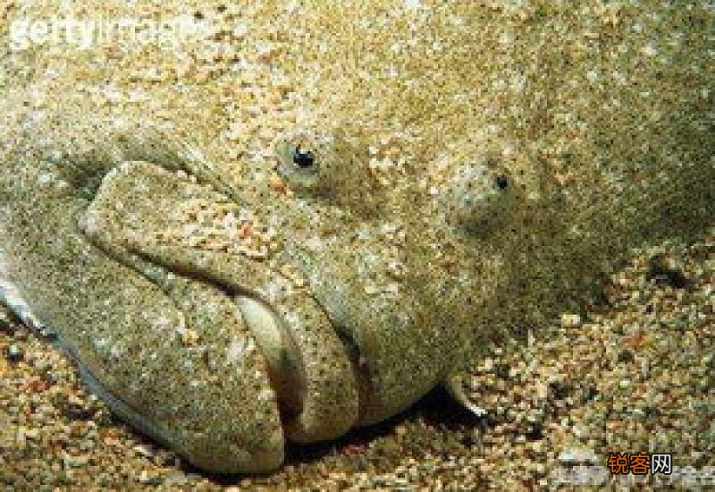 比目鱼生活在哪里