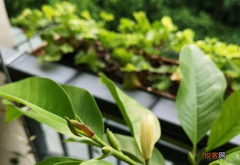 白兰花不开花怎么办