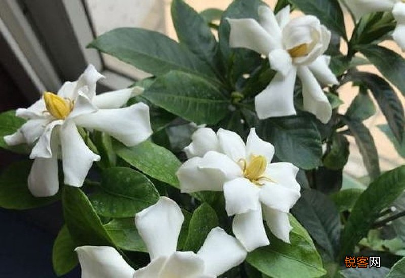 栀子花长叶子不开花怎么办