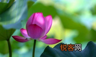 什么的荷花 什么的荷花填空