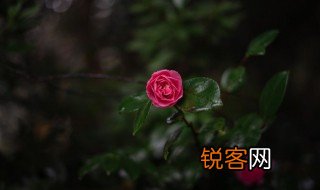 什么的花瓣 什么的花瓣填空