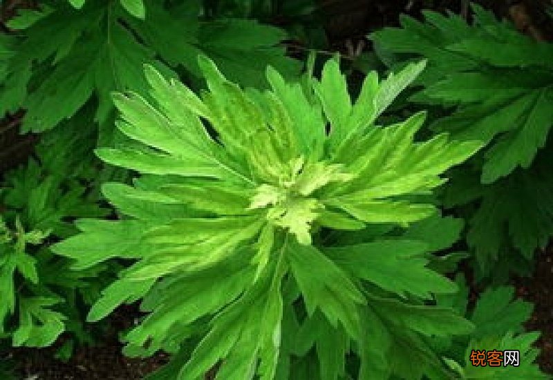 艾叶治湿疹怎么用