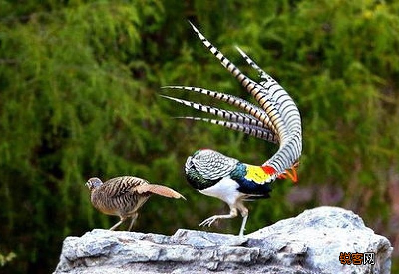 剃刀龟是国家保护动物吗?