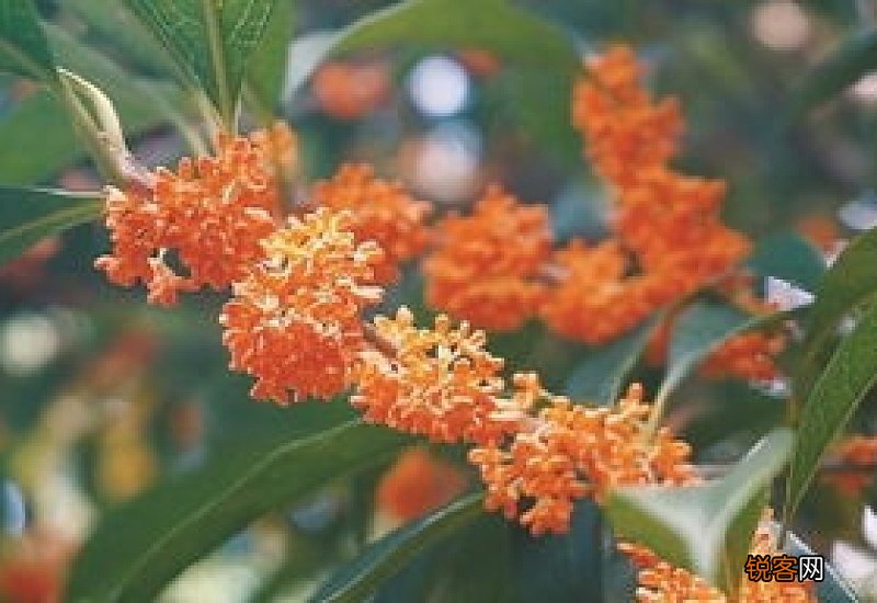 金银同辉桂花花期多长时间