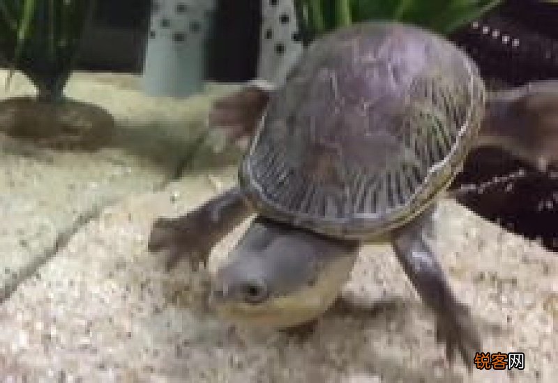 剃刀龟能和鱼混养吗