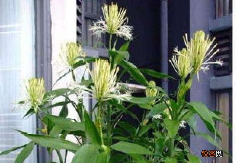 如何除富贵竹根部绿藻