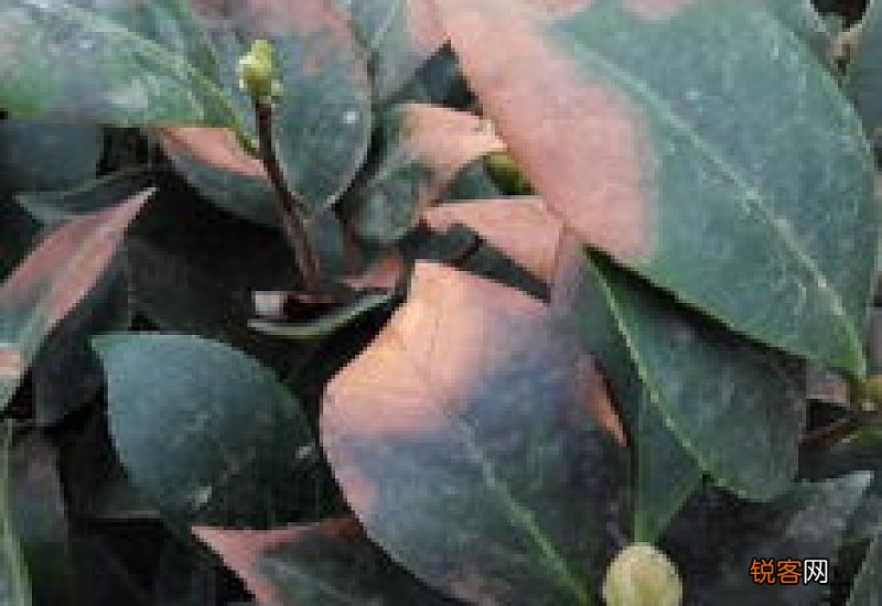 茶花叶子脱落什么原因