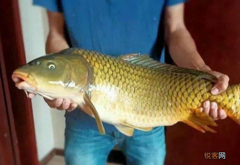 现在鲤鱼怎么钓