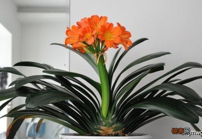 君子兰怎么养家庭养法