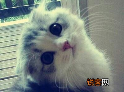 二次、三次甚至更多 《战狼二》的总票房中有几成是来自重复观影者贡献？