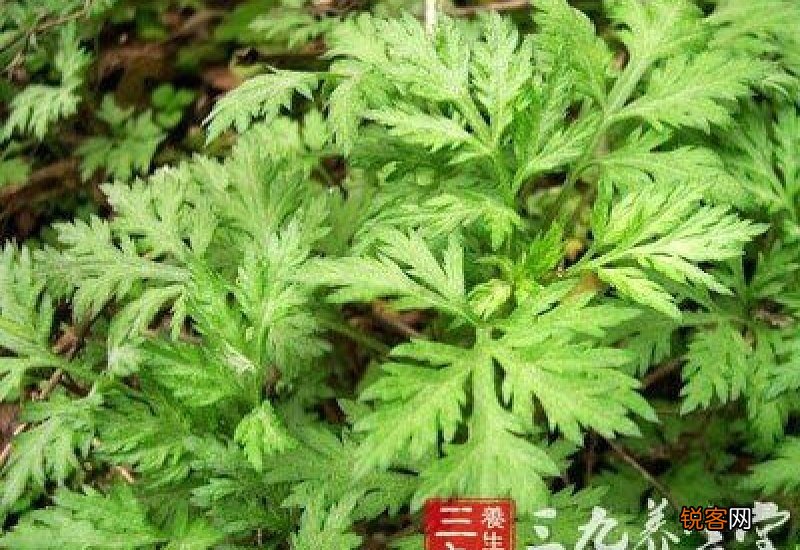 艾草过了五月还能用吗