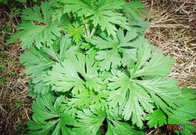 十几年的艾草还能用吗