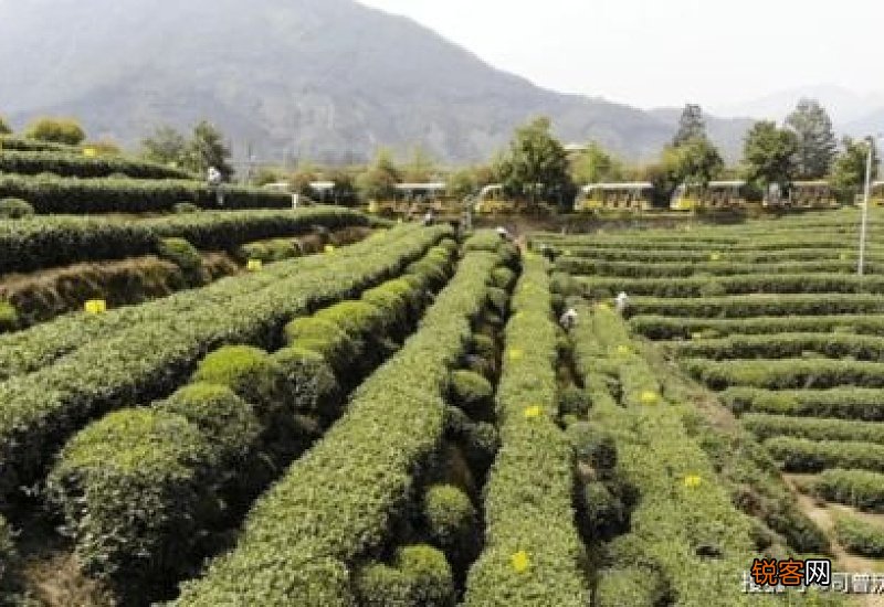 茶叶的种植和管理技术