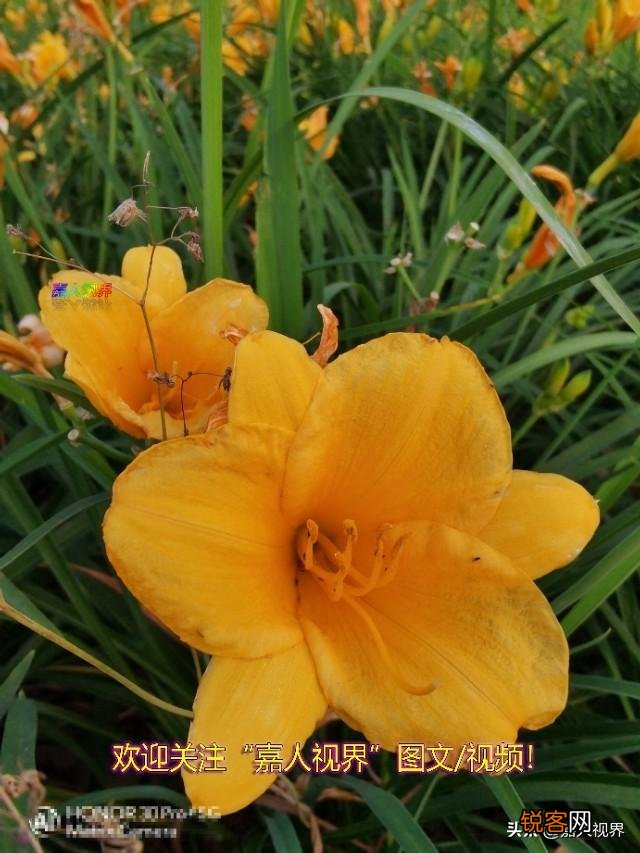 荣耀30pro+和v30pro哪个值得买？