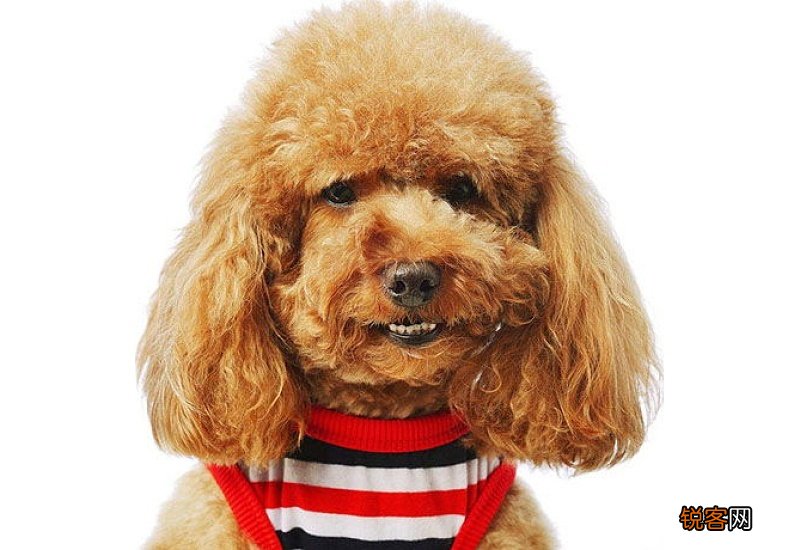 纯种小泰迪犬多少钱一只