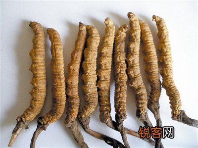 冬虫夏草不能这么吃