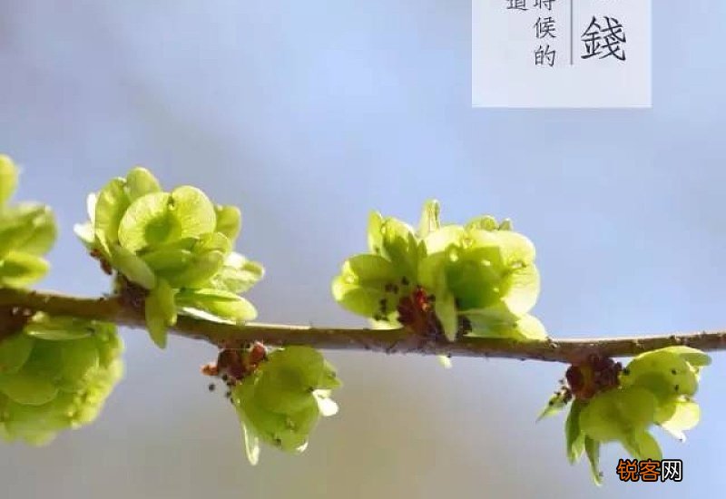 青黄不接是什么季节是几月