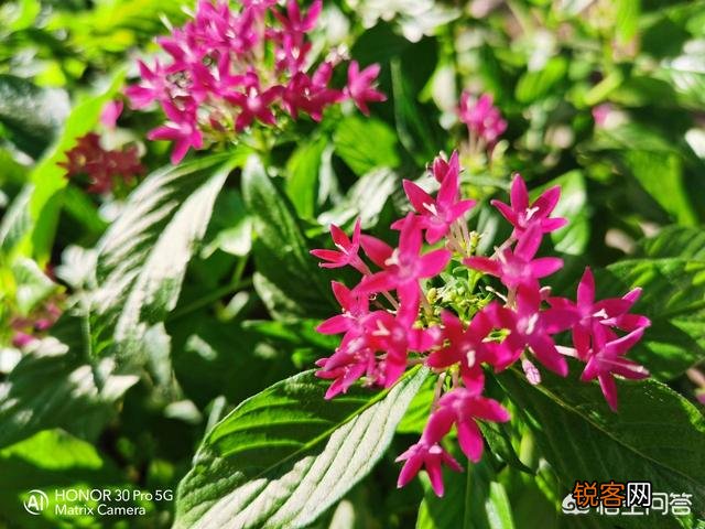 Reno4 Pro和荣耀30 Pro,拍照实力谁更好一点？