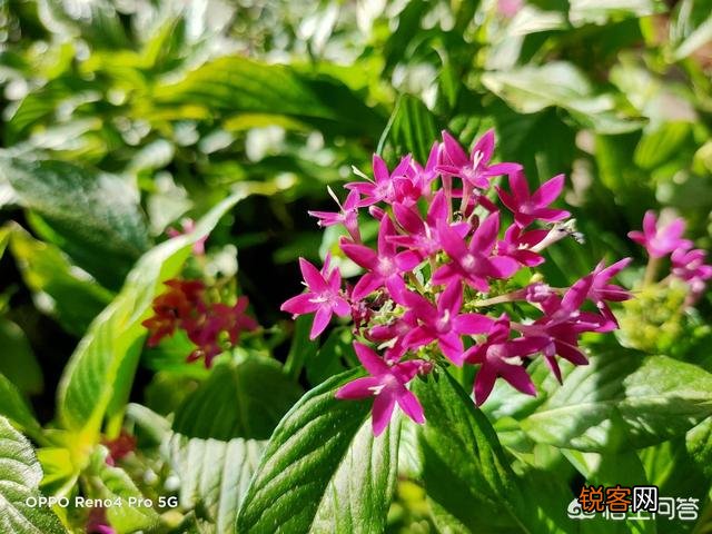 Reno4 Pro和荣耀30 Pro,拍照实力谁更好一点？