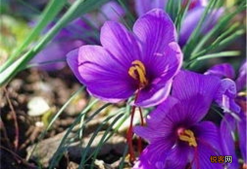 藏红花喝凉的好不好