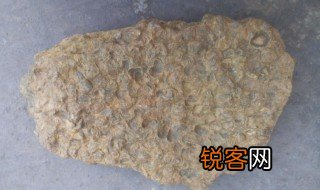 化石是什么意思 化石简单介绍
