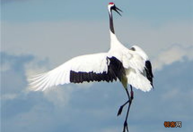 盐城丹顶鹤自然保护区在哪里