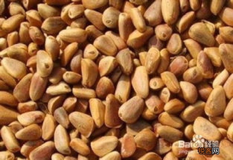 补肾要吃什么东西好