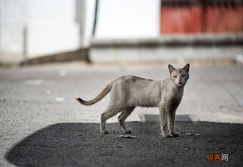 猫咪抓伤怎么鉴定
