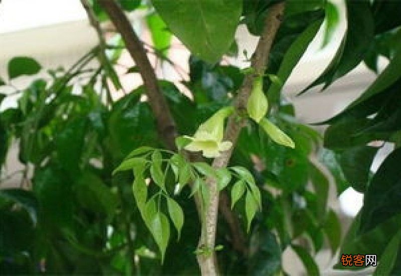 菜豆树怎么养 菜豆树怎么养才能更旺盛