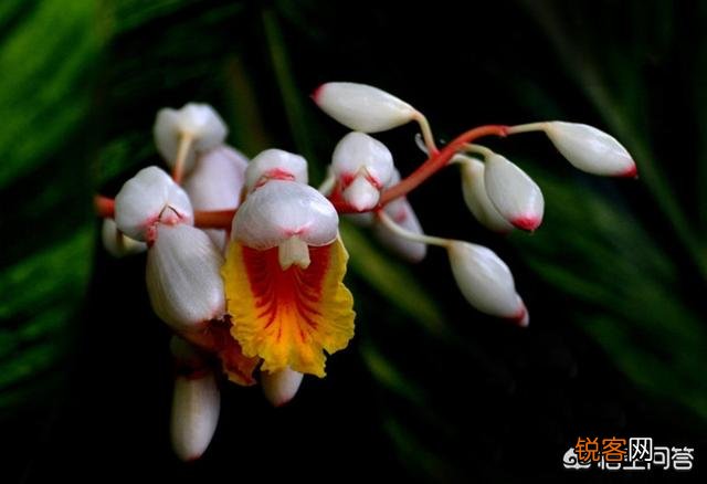 豆蔻年华指多大年龄？