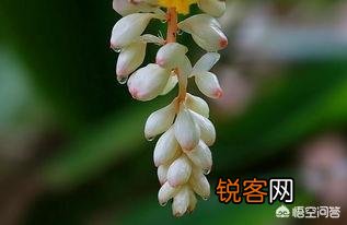 豆蔻年华指多大年龄？