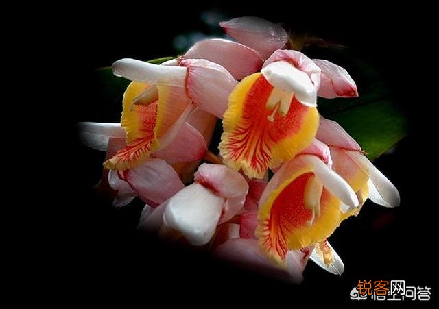 豆蔻年华指多大年龄？