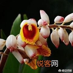 豆蔻年华指多大年龄？