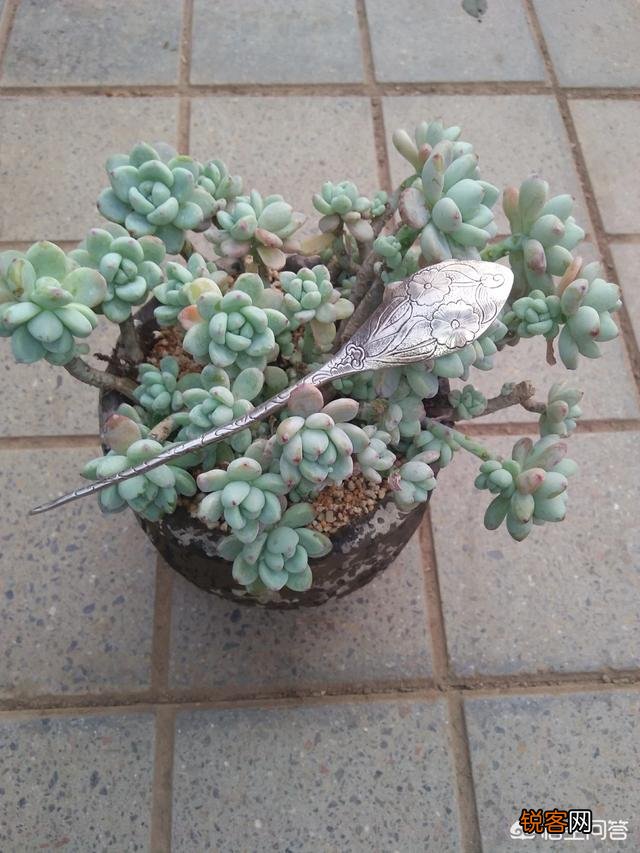 步摇,发簪和发钗的区别是什么？