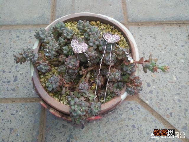 步摇,发簪和发钗的区别是什么？