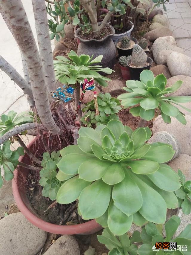 步摇,发簪和发钗的区别是什么？