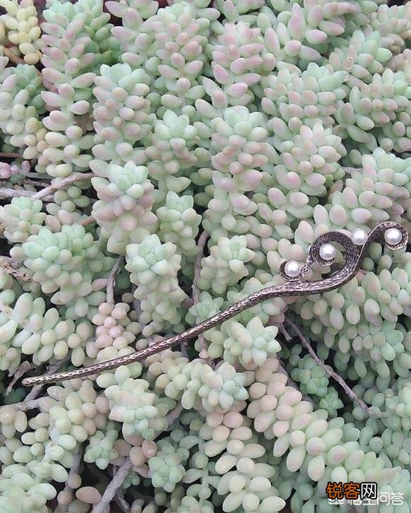 步摇,发簪和发钗的区别是什么？