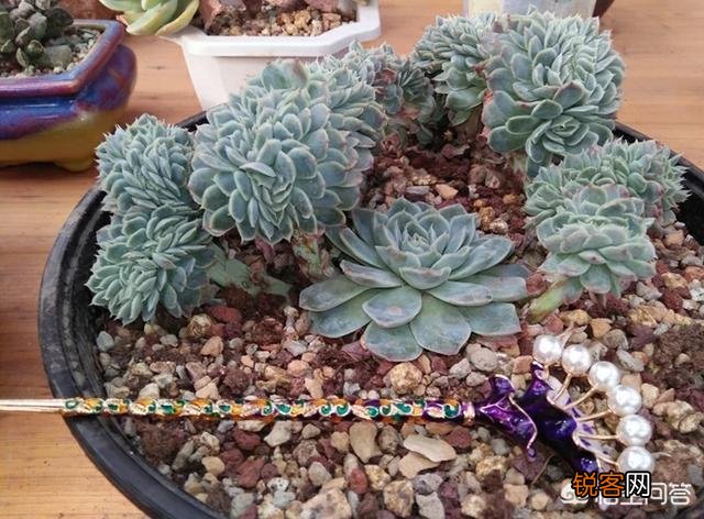 步摇,发簪和发钗的区别是什么？