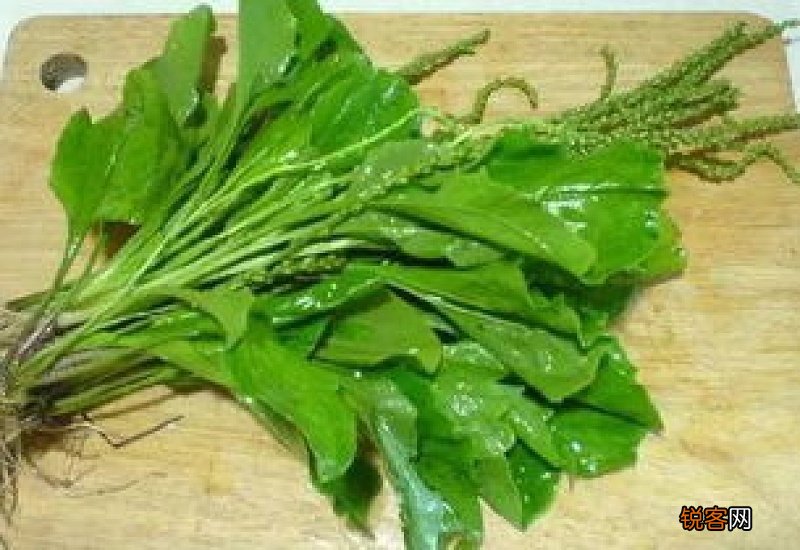 熬车前草要不要根