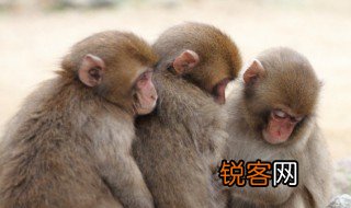 杏脸桃腮是什么动物 杏脸桃腮是猴子吗