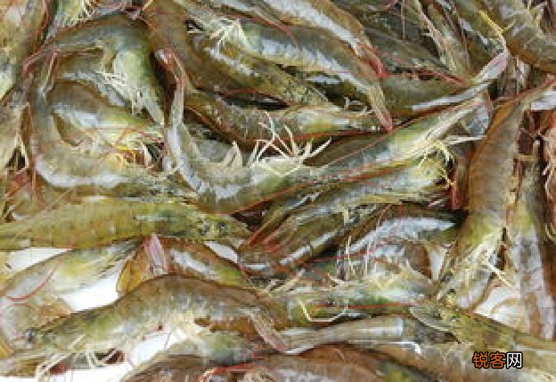 海虾怎么冻新鲜不变黑