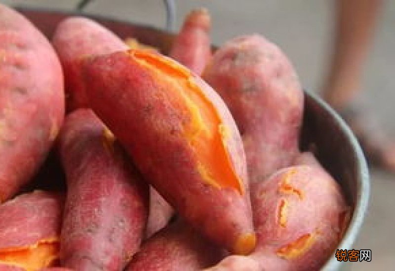 蜜薯吃了会胖吗